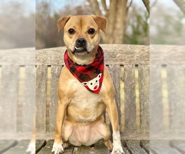 Medium Photo #1 Puggle Puppy For Sale in Warrenton, VA, USA