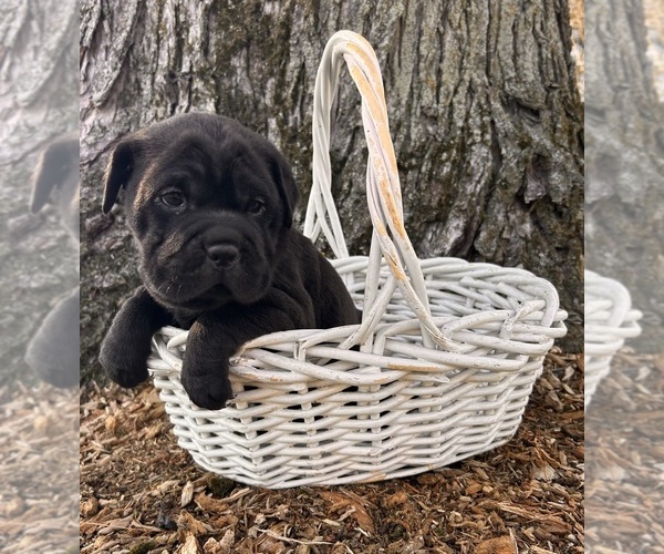Medium Photo #2 Cocker-Pei Puppy For Sale in MIDDLEBURY, IN, USA