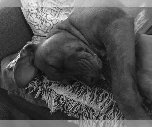 Medium Photo #1 Boxador Puppy For Sale in COLUMBIA, MD, USA