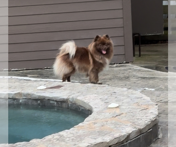 Medium Photo #5 Pomeranian Puppy For Sale in ADA, OK, USA