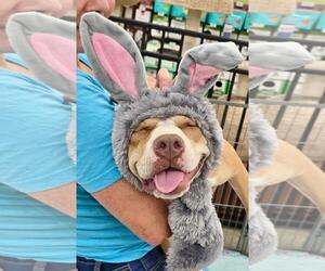 American Pit Bull Terrier-Unknown Mix Dogs for adoption in Stckton, CA, USA