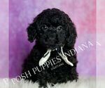 Small #5 Poodle (Miniature)