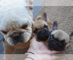 Small Photo #5 French Bulldog Puppy For Sale in LOUISVILLE, CO, USA