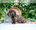 Small Photo #15 Dachshund Puppy For Sale in ELIZABETHTOWN, PA, USA