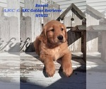 Small Photo #1 Golden Retriever Puppy For Sale in SHIPSHEWANA, IN, USA