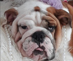 Small Photo #6 Bulldog Puppy For Sale in ISLIP TERRACE, NY, USA