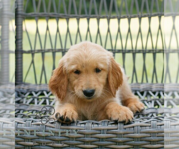 Medium Photo #3 Golden Retriever Puppy For Sale in GAP, PA, USA