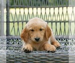 Small #2 Golden Retriever