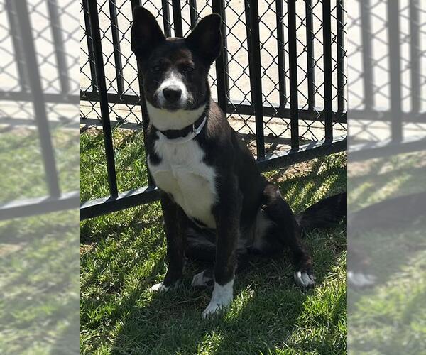 Medium Photo #2 Collie Puppy For Sale in Riverside, CA, USA