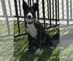 Small #1 Collie