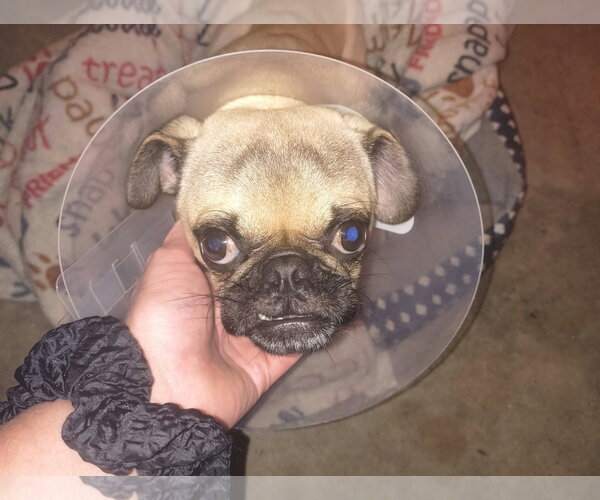 Medium Photo #5 Pug Puppy For Sale in Indianapolis, IN, USA
