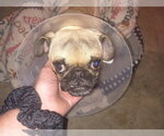 Small Photo #5 Pug Puppy For Sale in Indianapolis, IN, USA