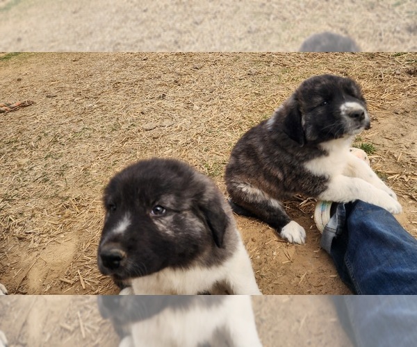 Medium Photo #5 Anatolian Shepherd Puppy For Sale in CUMBY, TX, USA
