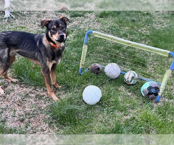 Medium Photo #14 Mutt Puppy For Sale in Rockaway, NJ, USA