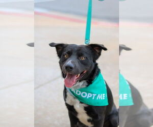 American Pit Bull Terrier-Australian Shepherd Mix Dogs for adoption in Claremore, OK, USA