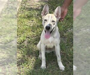 Huskies -Unknown Mix Dogs for adoption in Houston, TX, USA