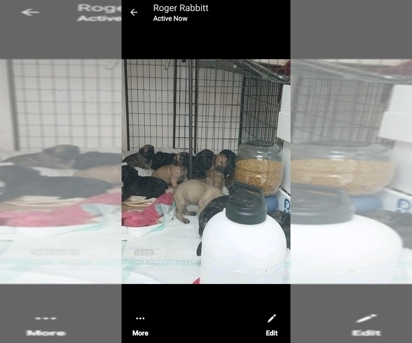 Medium Photo #15 Cane Corso Puppy For Sale in ROSEBURG, OR, USA