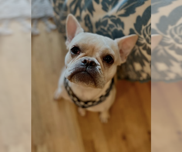 Medium Photo #5 French Bulldog Puppy For Sale in Brooklyn, NY, USA