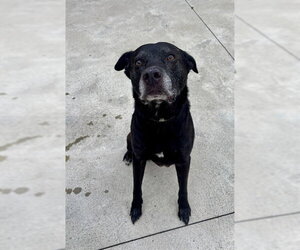 Labrador Retriever-Unknown Mix Dogs for adoption in Center Township, PA, USA
