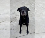 LETTERMAN - Male Labrador Retriever-Unknown Mix Dog for Adoption - Small photo