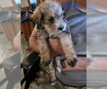 Small Havanese