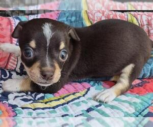 Chihuahua-Unknown Mix Dogs for adoption in San Antonio, TX, USA