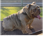 Small Photo #1 Bulldog Puppy For Sale in LONG BEACH, CA, USA
