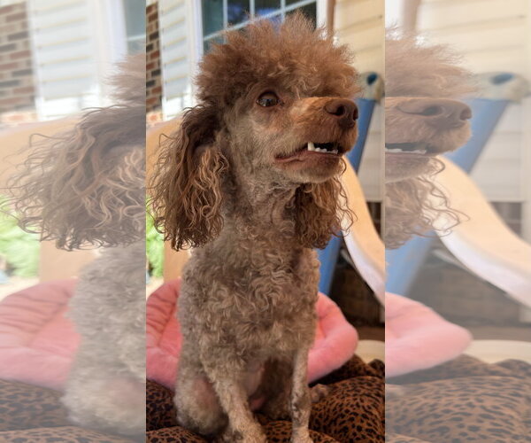 Medium Photo #5 Poodle (Miniature) Puppy For Sale in Pacolet, SC, USA