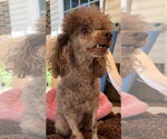 Small #4 Poodle (Miniature)
