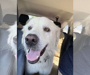 Great Pyrenees Dogs for adoption in Houston, TX, USA