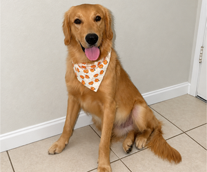 Golden Retriever Puppy for sale in ANTIOCH, CA, USA