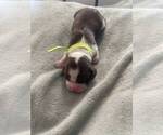 Small #1 English Springer Spaniel