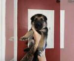 Small Photo #3 German Shepherd Dog Puppy For Sale in PORTAGE, IN, USA