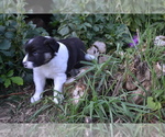 Small #3 Border Collie