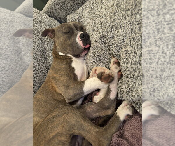 Medium Photo #2 American Pit Bull Terrier-American Staffordshire Terrier Mix Puppy For Sale in Pacifica, CA, USA