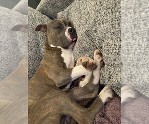 Ace - Male American Pit Bull Terrier-American Staffordshire Terrier Mix Dog for Adoption - Photo #2