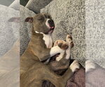 Small Photo #2 American Pit Bull Terrier-American Staffordshire Terrier Mix Puppy For Sale in Pacifica, CA, USA