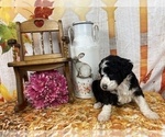 Small Photo #38 Aussiedoodle Puppy For Sale in COMMERCE, MI, USA