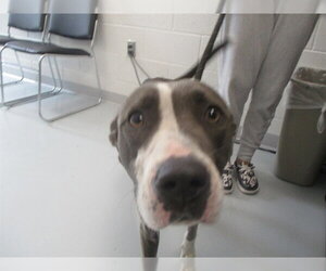 Staffordshire Bull Terrier Dogs for adoption in Ocala, FL, USA