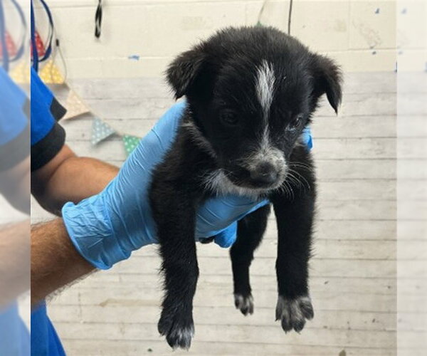 Medium Photo #1 Border Collie-Unknown Mix Puppy For Sale in San Bernardino, CA, USA