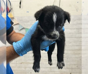 Border Collie-Unknown Mix Dogs for adoption in San Bernardino, CA, USA