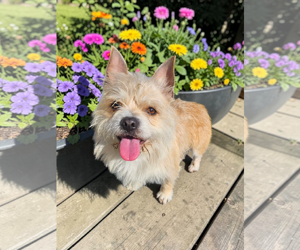 Medium Photo #1 Mutt Puppy For Sale in McKinney, TX, USA