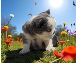 Small #4 French Bulldog