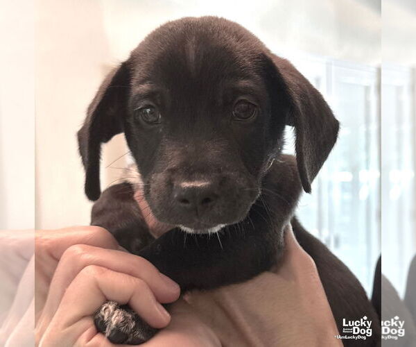 Medium Photo #1 Labrador Retriever-Retriever  Mix Puppy For Sale in Washington, DC, USA