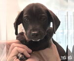 Small Labrador Retriever-Retriever Mix