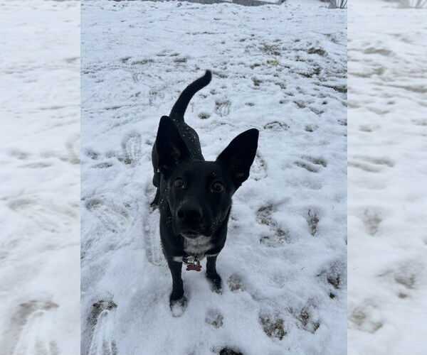 Medium Photo #3 German Shepherd Dog-Unknown Mix Puppy For Sale in Springdale, PA, USA