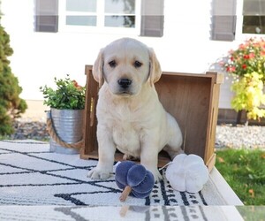 Labrador Retriever Puppy for sale in SYRACUSE, IN, USA