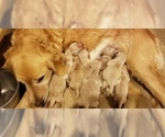Small Photo #2 Golden Retriever Puppy For Sale in MIDDLEBURG, VA, USA