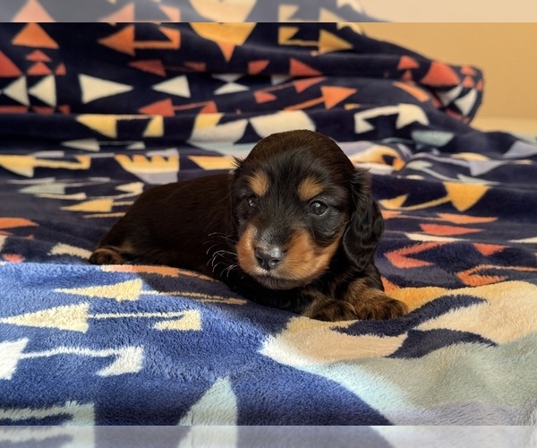 Medium Photo #1 Dachshund Puppy For Sale in WENATCHEE, WA, USA