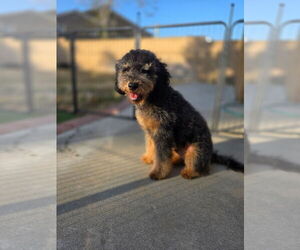 Goldendoodle mix (+ Poodle Miniature) Puppy for sale in FONTANA, CA, USA